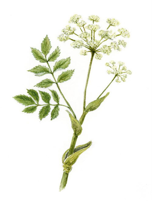 Angelica - botanical watercolor