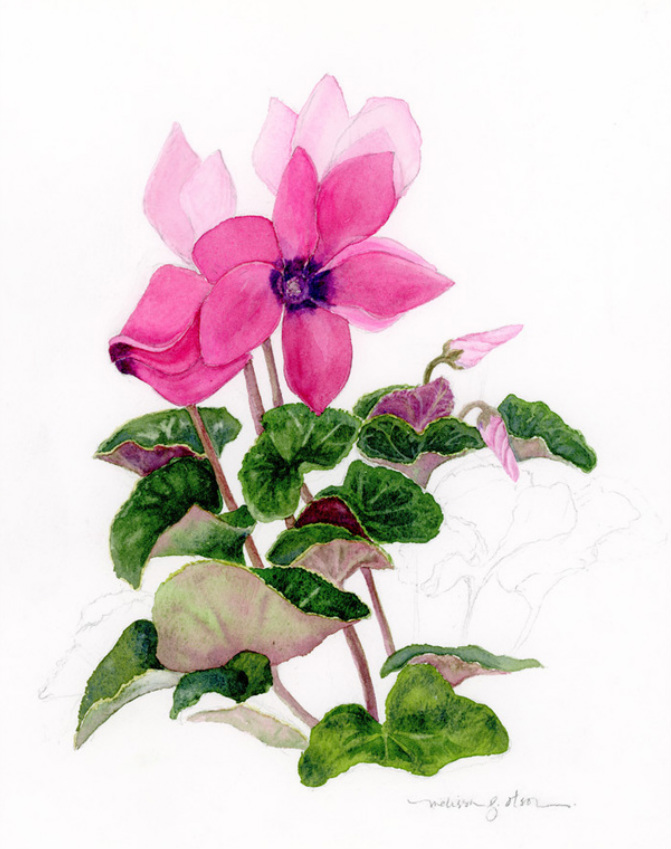 Cyclamen blooming; watercolor