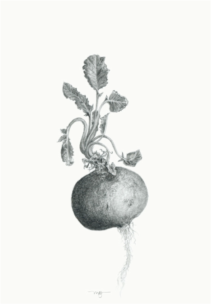 irrepressible – sprouting radish drawing