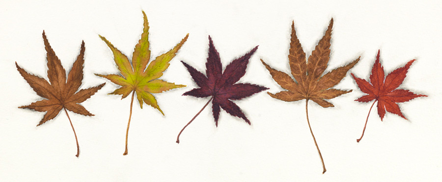 watercolor painting of Japanese maple leaves