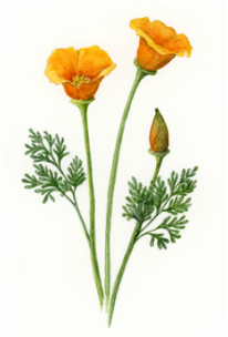California poppy botanical watercolor