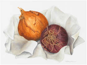 onions watercolor painting